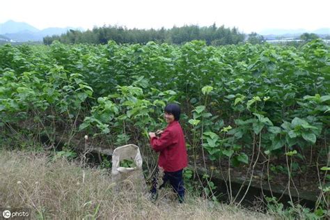 桑樹種植 十二生肖排序